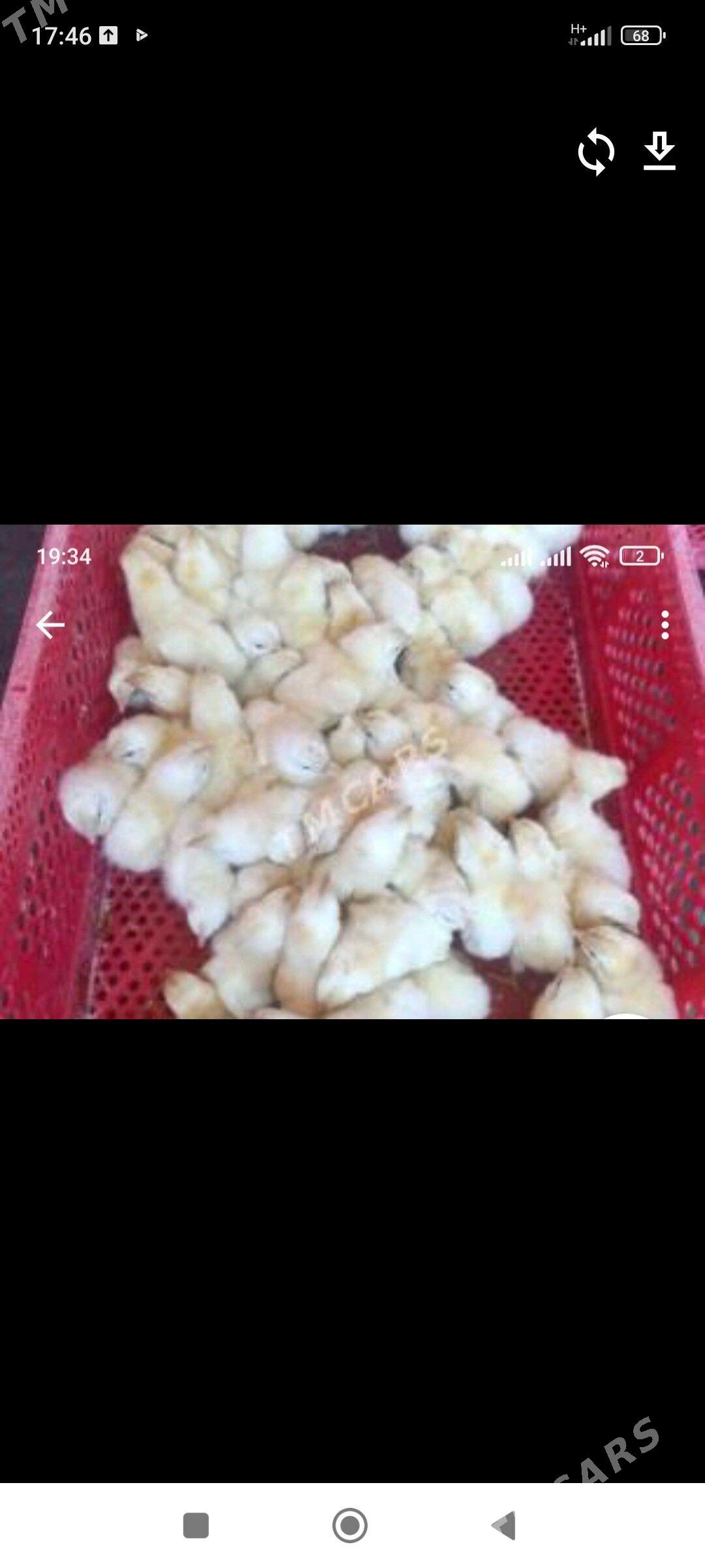 jüje - Гёкдепе - img 1