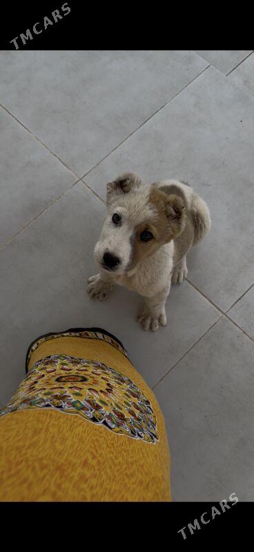 turkmen iti - Aşgabat - img 1