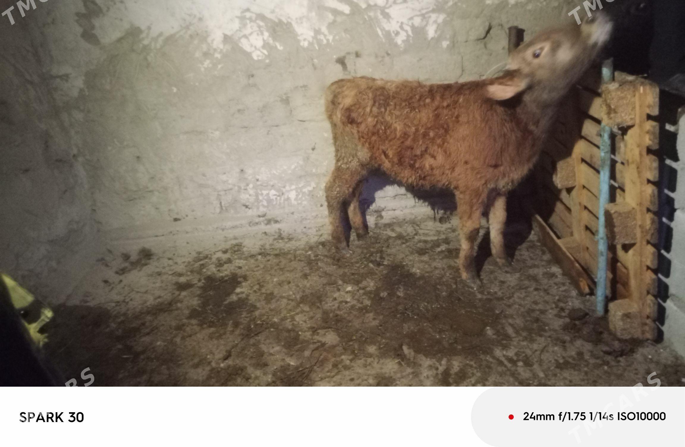 okuz - Bäherden - img 1