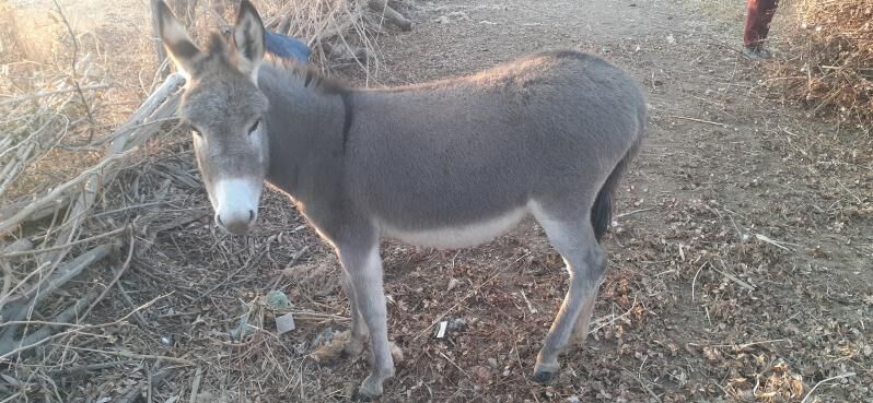 esek - Гурбансолтан Едже - img 1