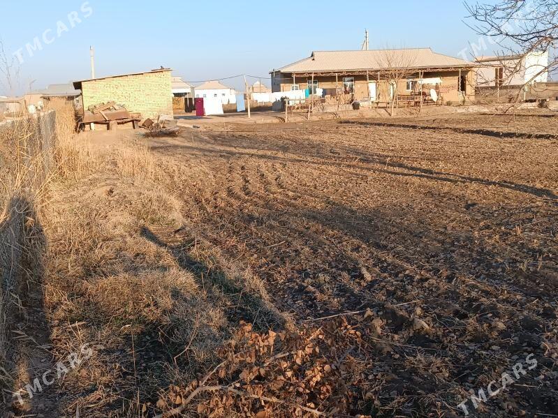 Jay - Türkmengala - img 1