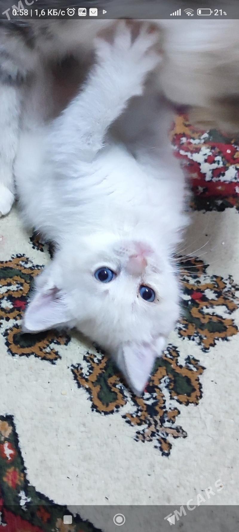 вислоухий шиншиловый котёнок - 11 мкр - img 1