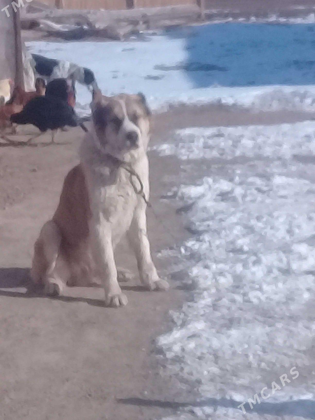 ady basar 3yarm yas - Görogly (Tagta) - img 1