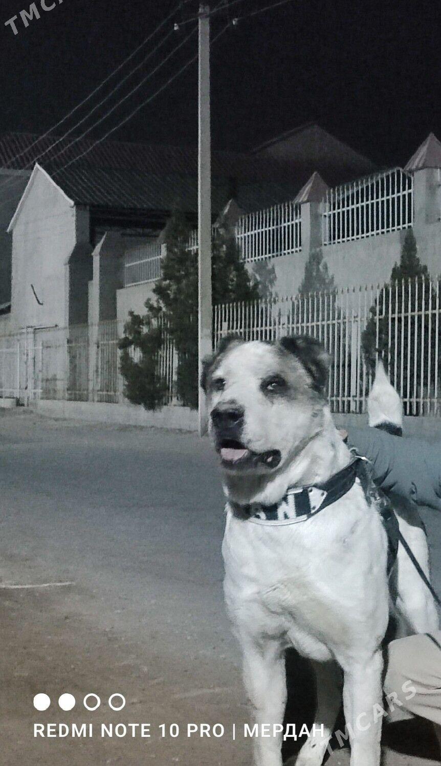 Gaplan - Daşoguz - img 1