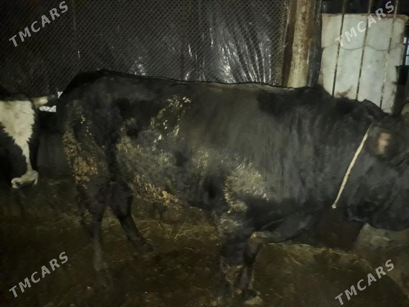 Oküz bakylan satlyk - Ак-Бугдайский этрап - img 1