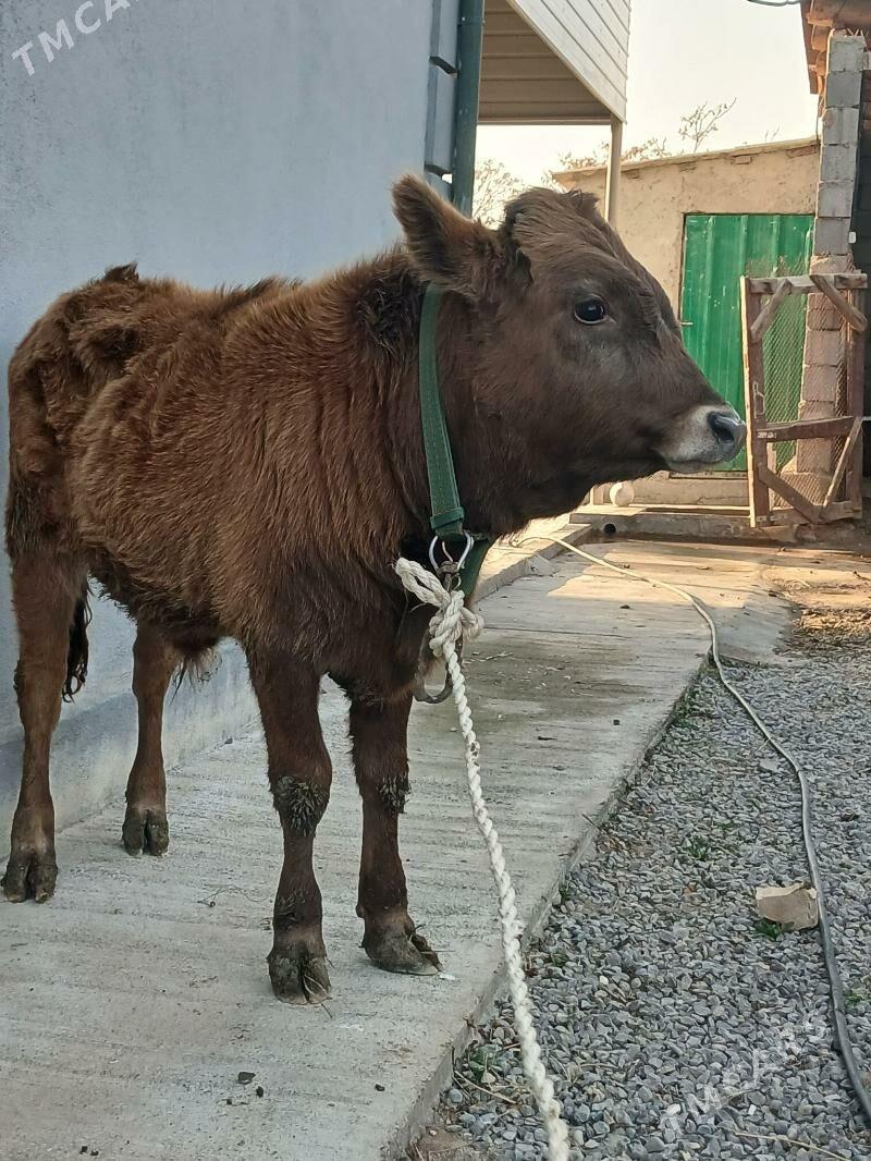 okuz - Ашхабад - img 1