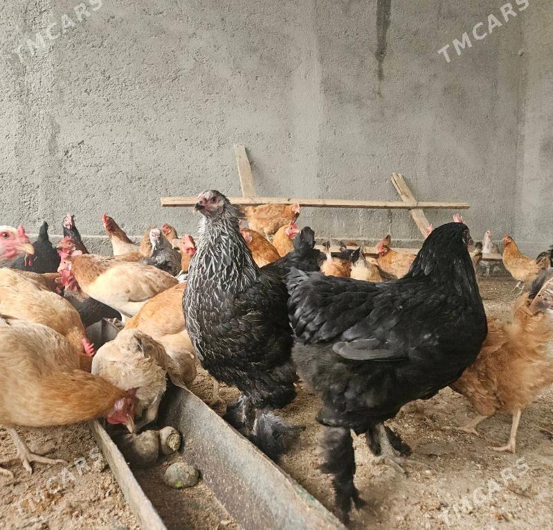 Towuk - Гёкдепе - img 1