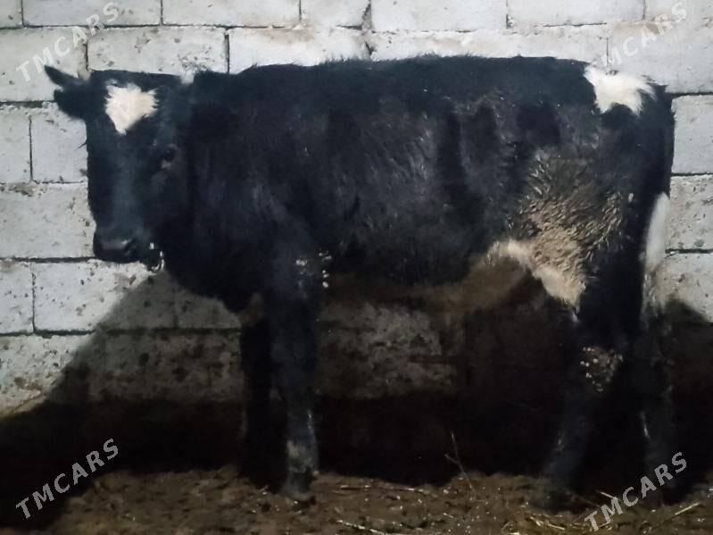 Tohum Öküz - Büzmeýin - img 1