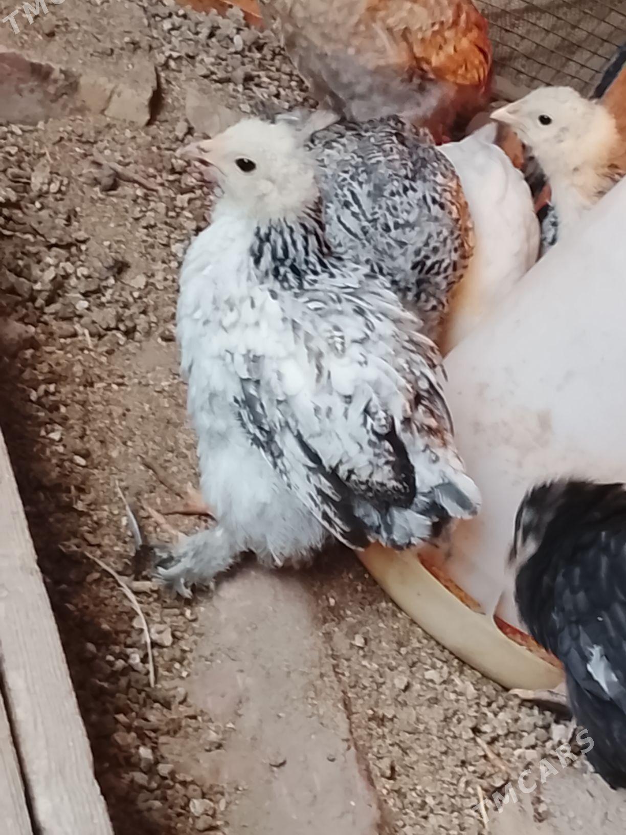 broma juyje - Чарджоу - img 1