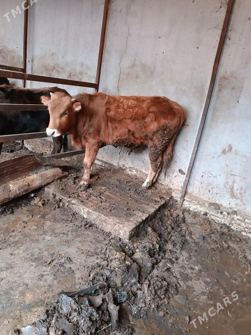 Ökyz  . - Гарадамак - img 1