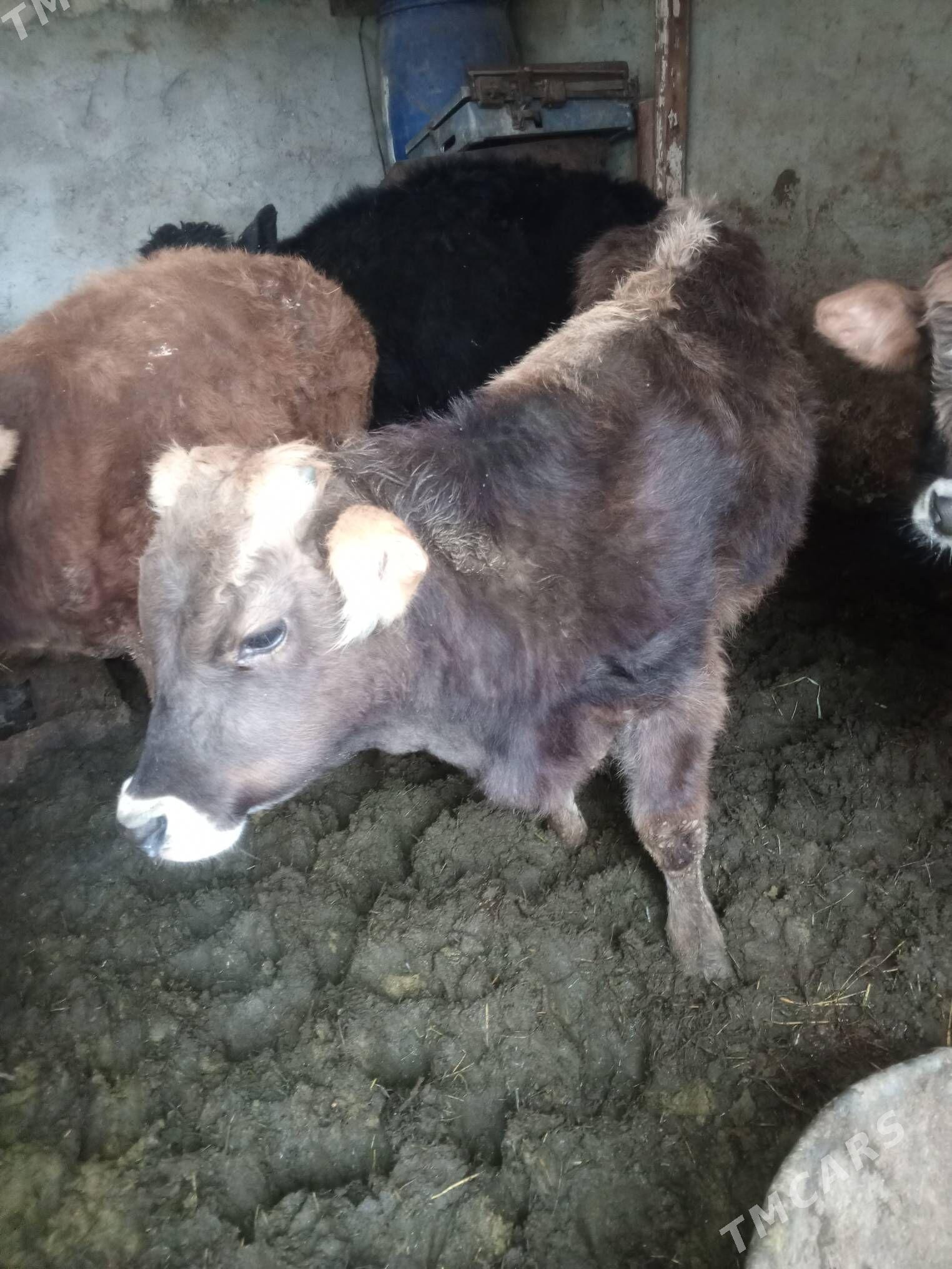 Okuz 3-sany - Aşgabat - img 1