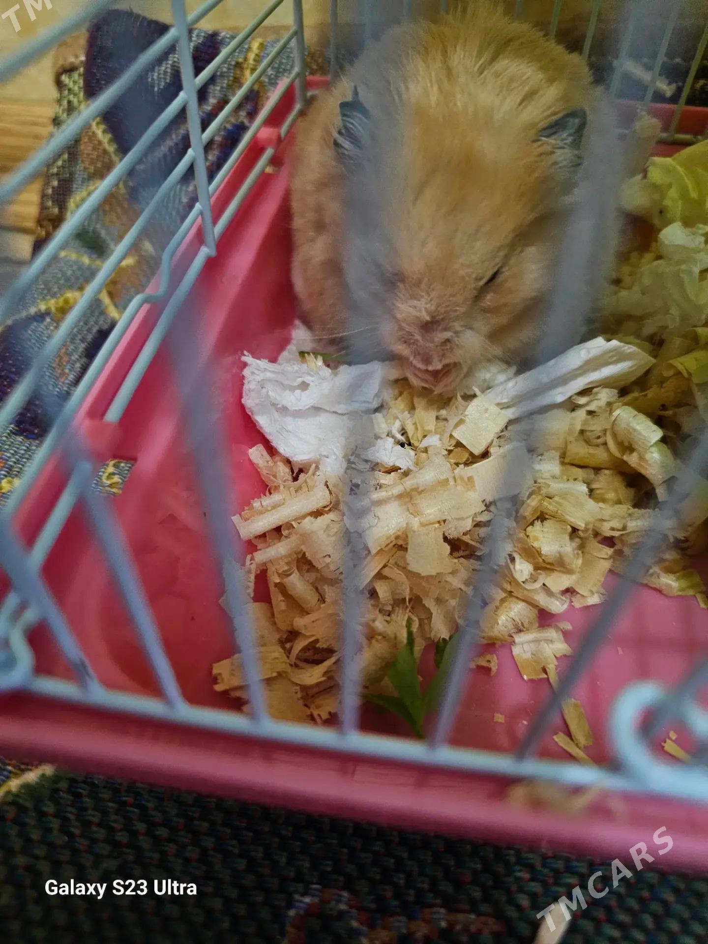 hamster homyak - Aşgabat - img 1