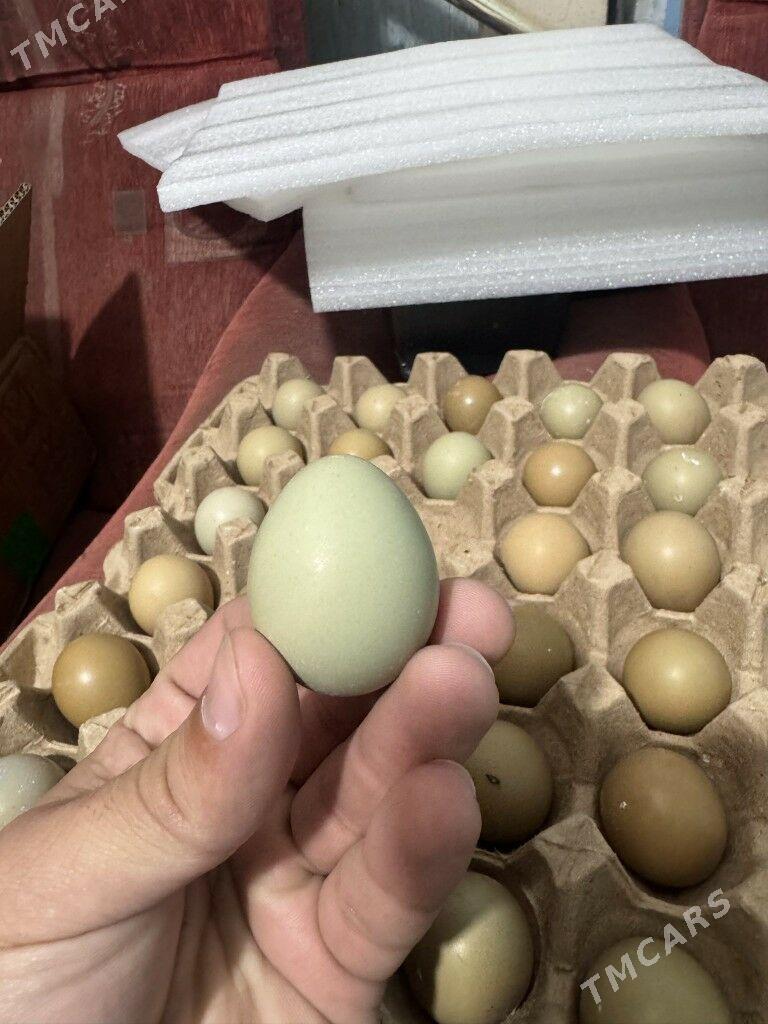 juje sulgun - Чоганлы - img 1