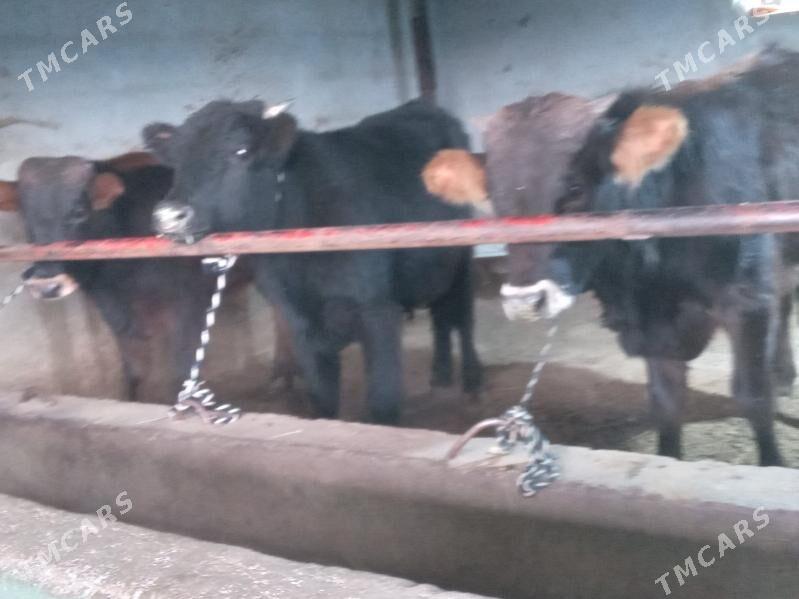 3.sany okiz - Büzmeýin - img 1