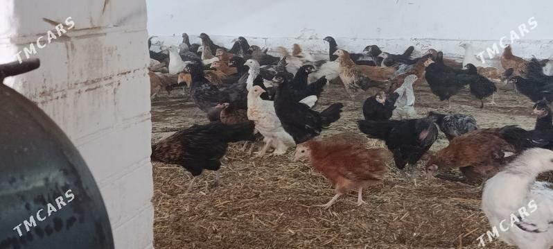 towuk juje - Чарджоу - img 1