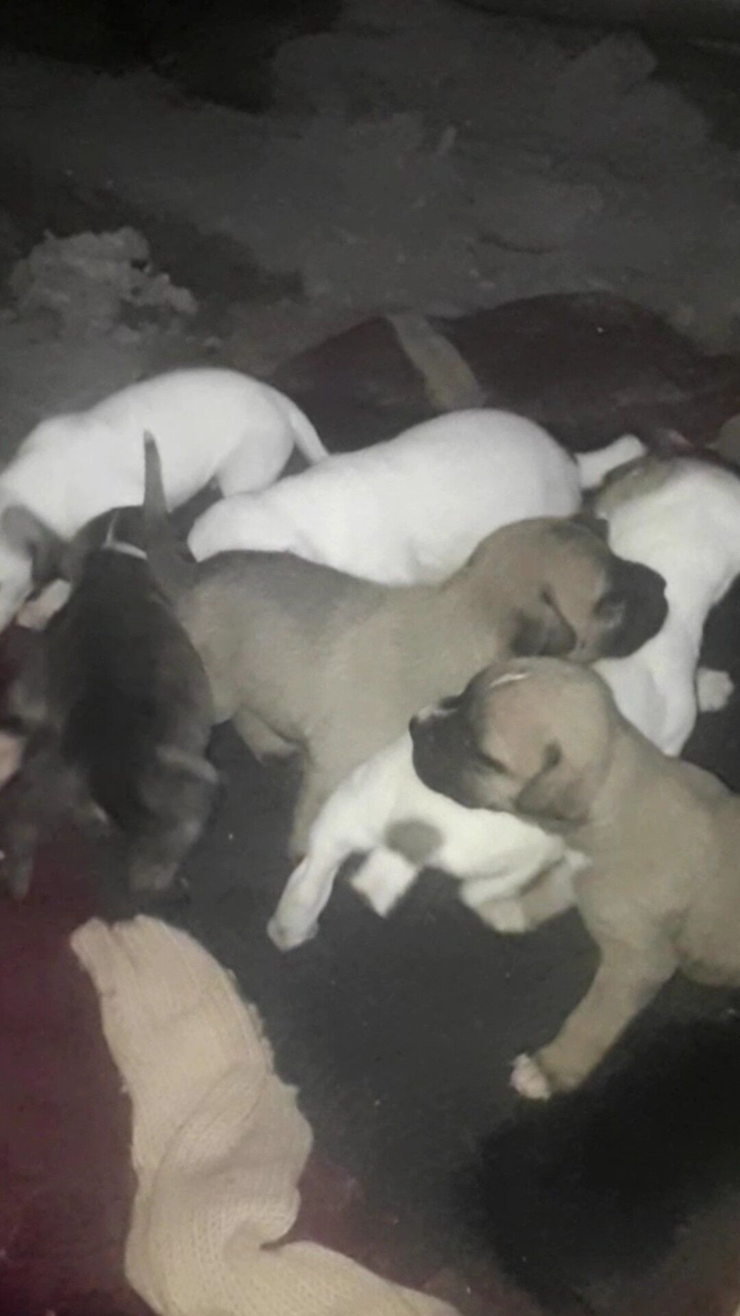 Pitbul - Туркменабат - img 1