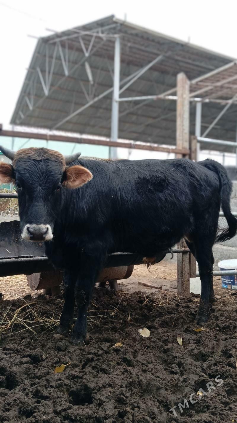 öküz - Gökdepe - img 1