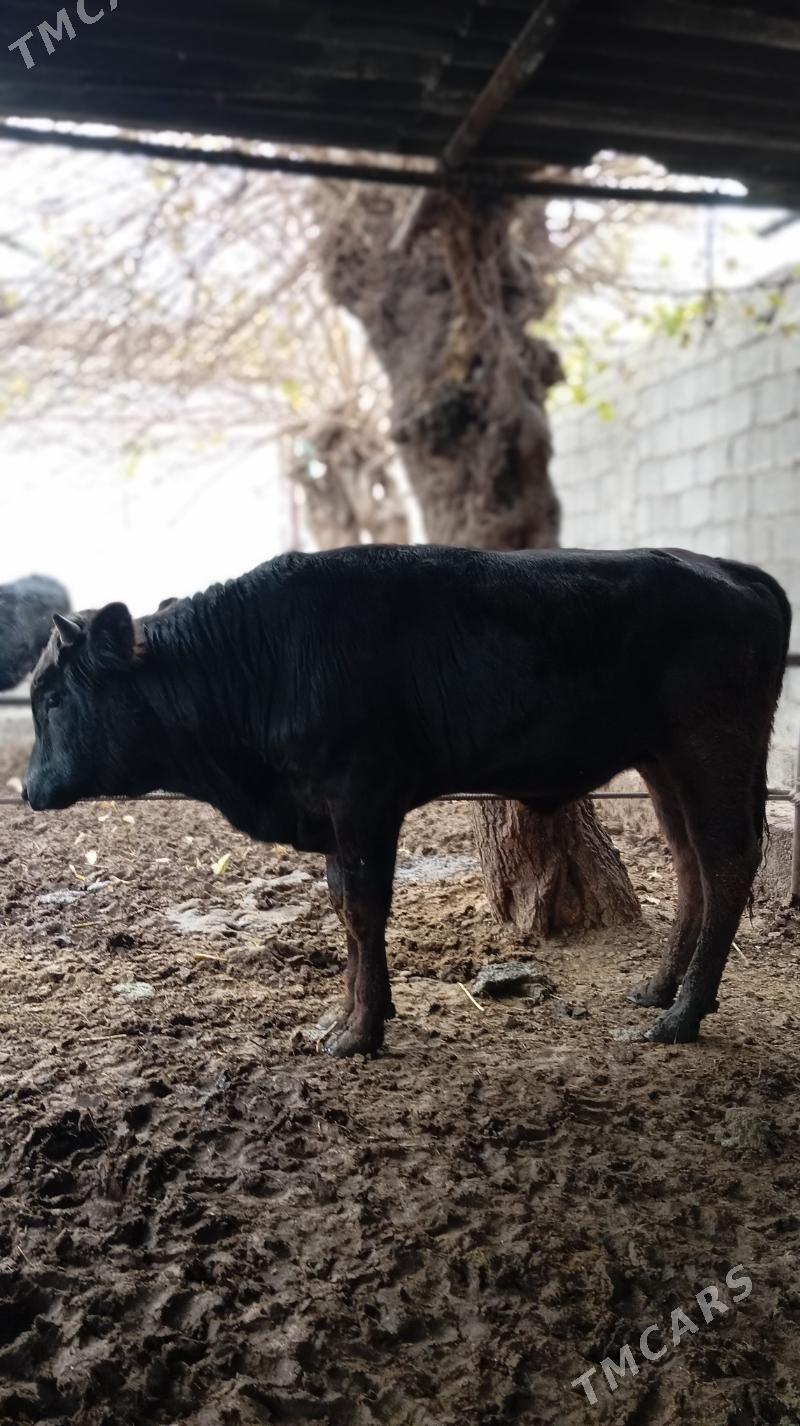 öküz - Гёкдепе - img 1