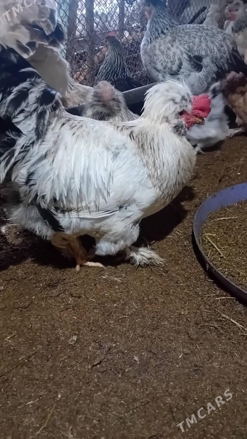 satlyk  horaz - Туркменабат - img 1