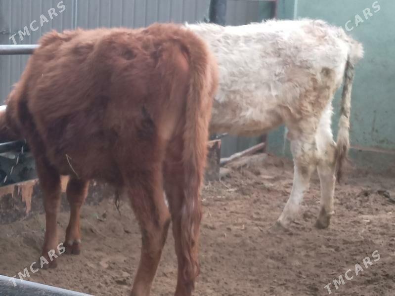 okiz tuwe - Бузмеин - img 1