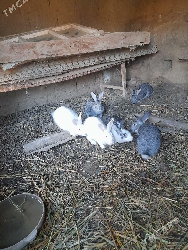 towsan - Бахарден - img 1