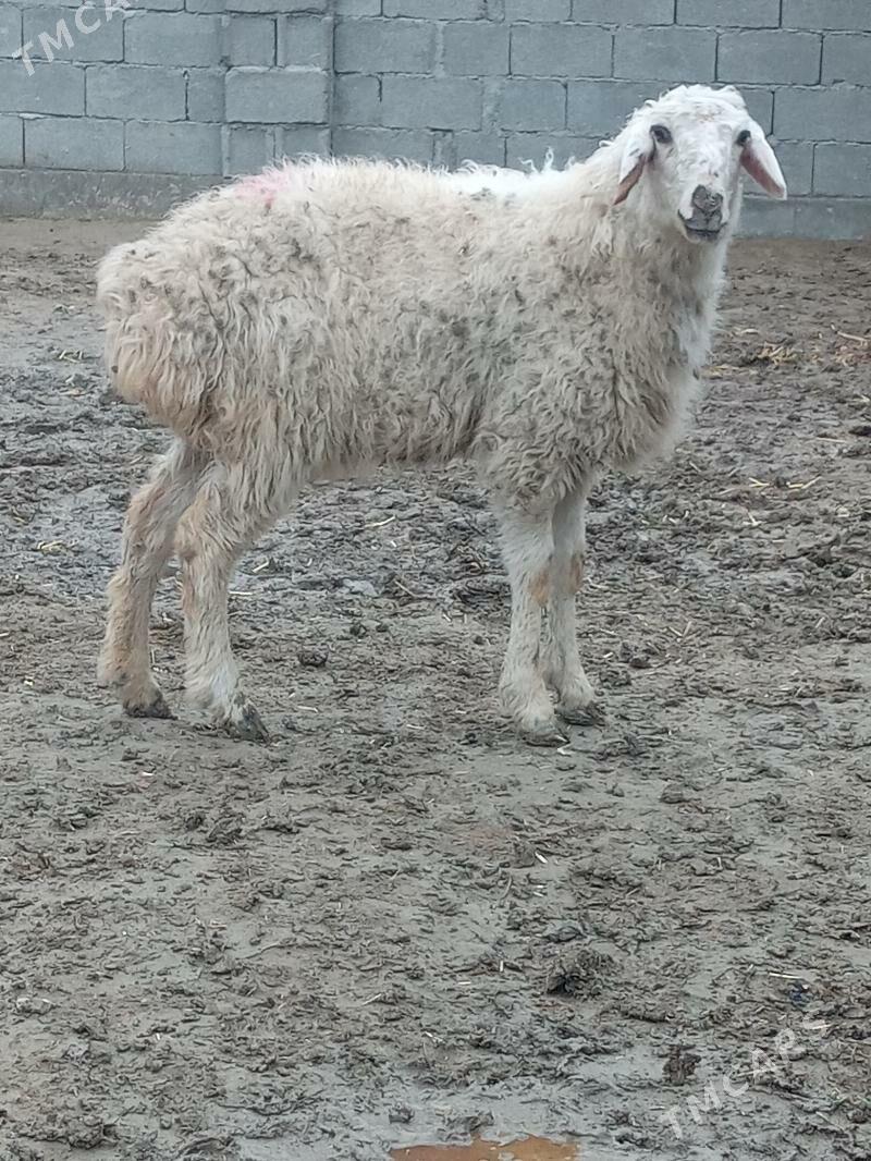 Goÿun - Бахарден - img 1