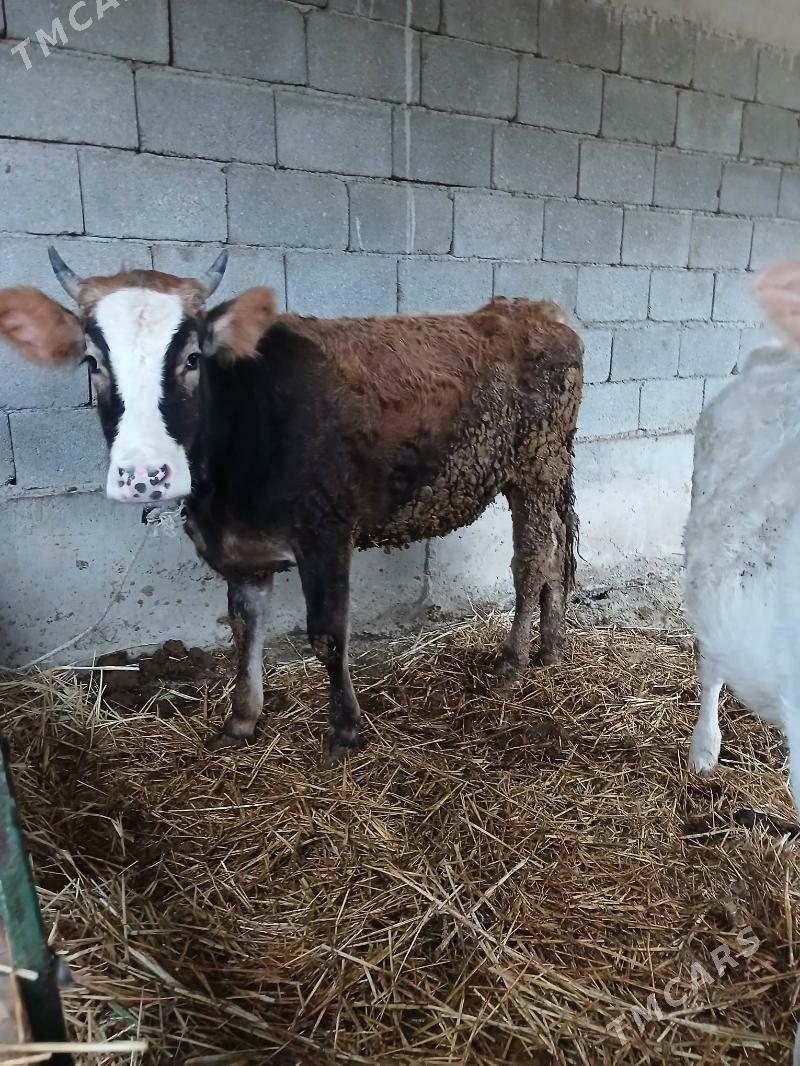 Tuwe - Гёкдепе - img 1