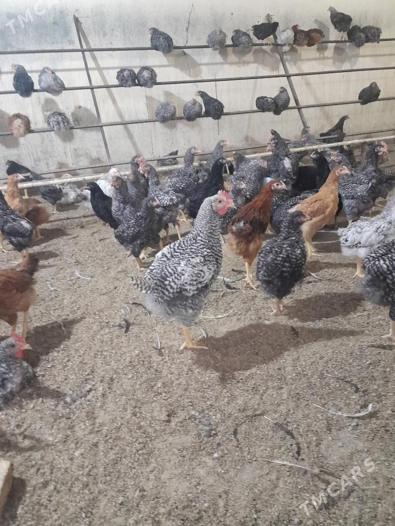 Towuk Horaz! - Бузмеин - img 1