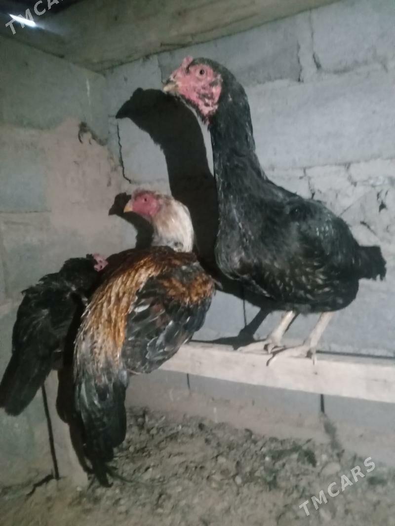 maki - Magdanly - img 1