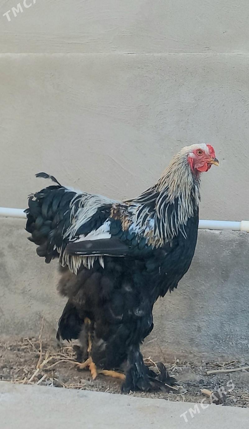 Brama horaz - Балканабат - img 1