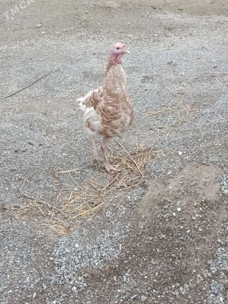 induk horaz - Gökdepe - img 1