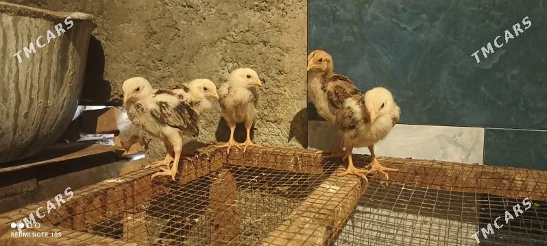 sagdyn jüjeler - Туркменабат - img 1