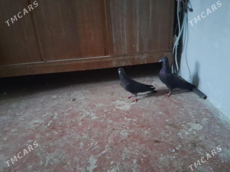 kepderi. - Гызыларбат - img 1