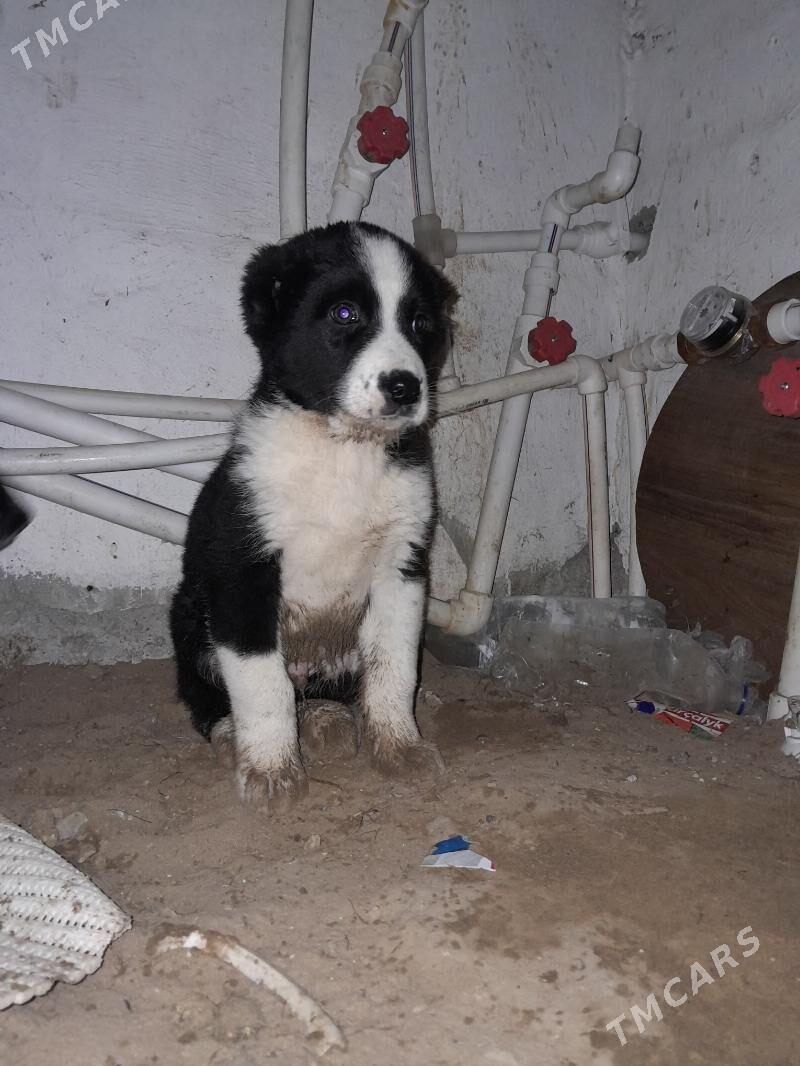 Turkmen it - Ашхабад - img 1