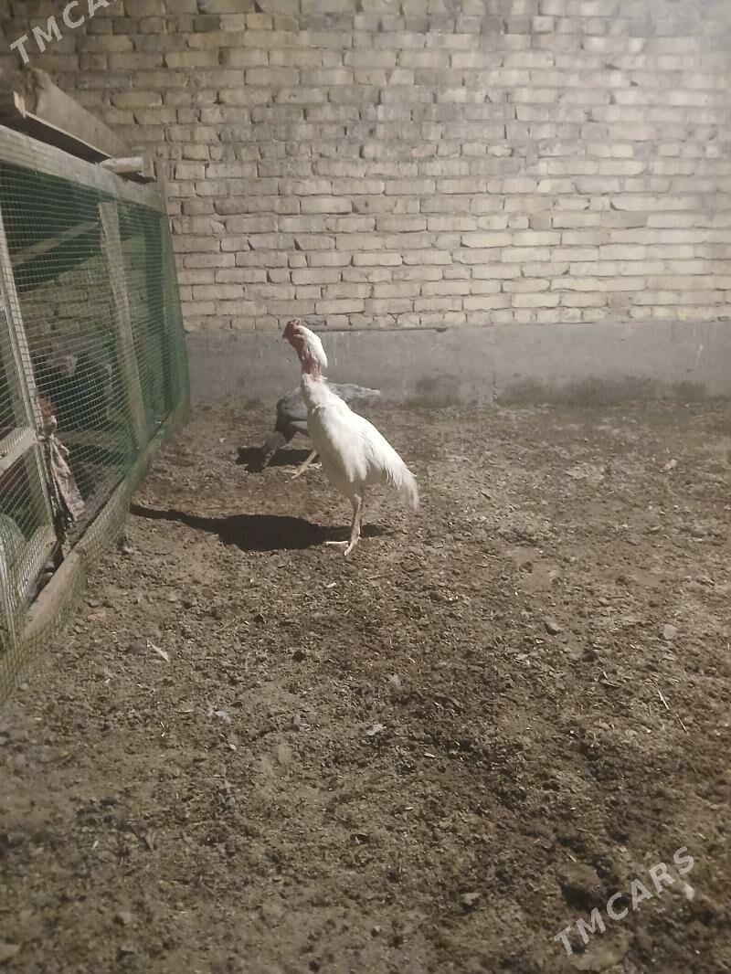 Samo - Чарджоу - img 1