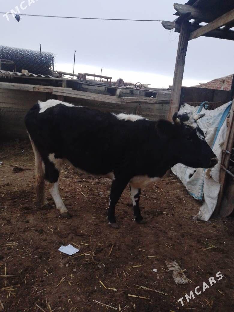 sygyr - Bereket - img 1