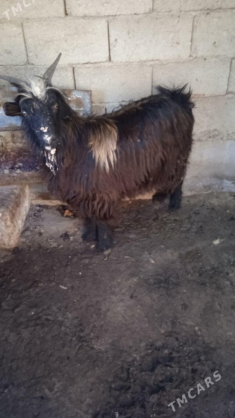 erkeç - Балканабат - img 1