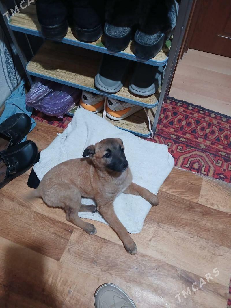 Щенок-звоночек - Туркменабат - img 1