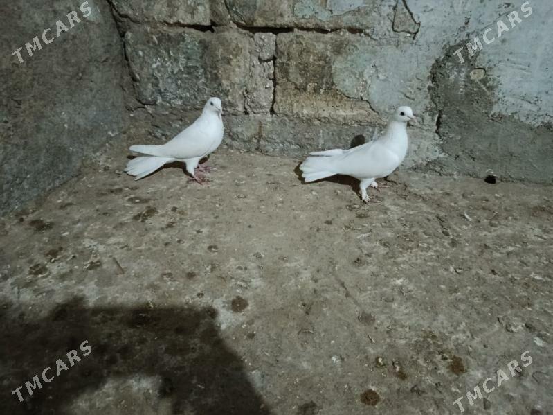 kepderi. - Gyzylarbat - img 1