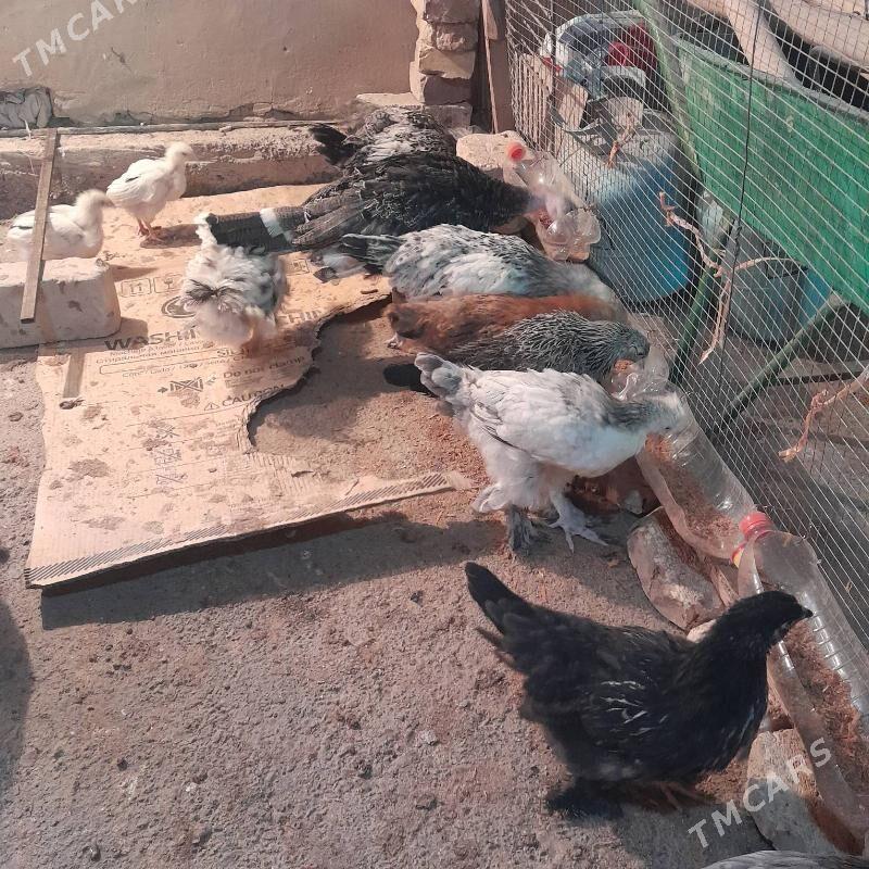 jüỳje - Wekilbazar - img 1