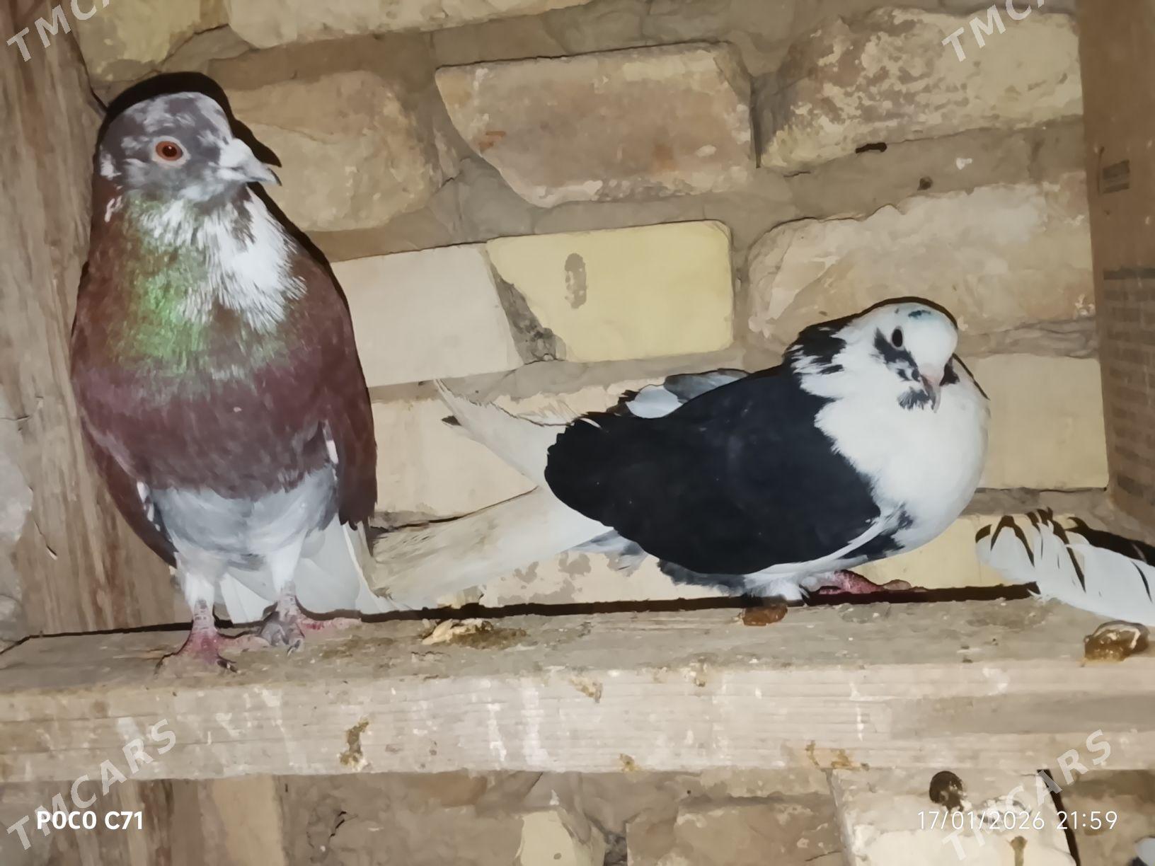 kepderi - Murgap - img 1