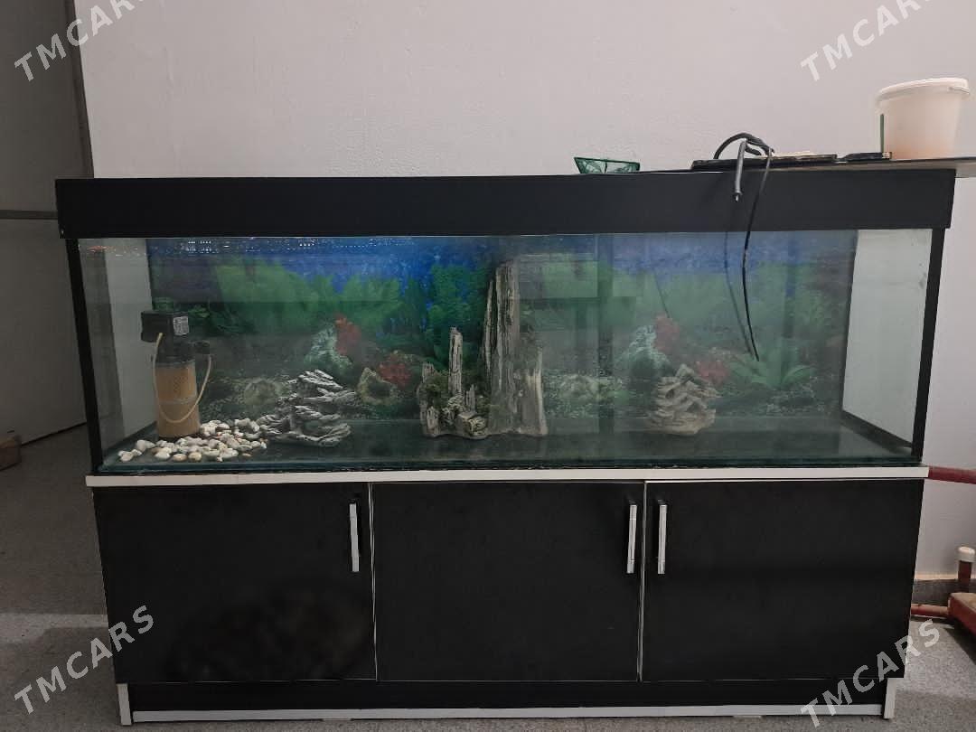 akwarium 200l - Ашхабад - img 1