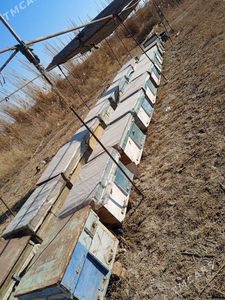 Ary ýeşşik - Мургап - img 1