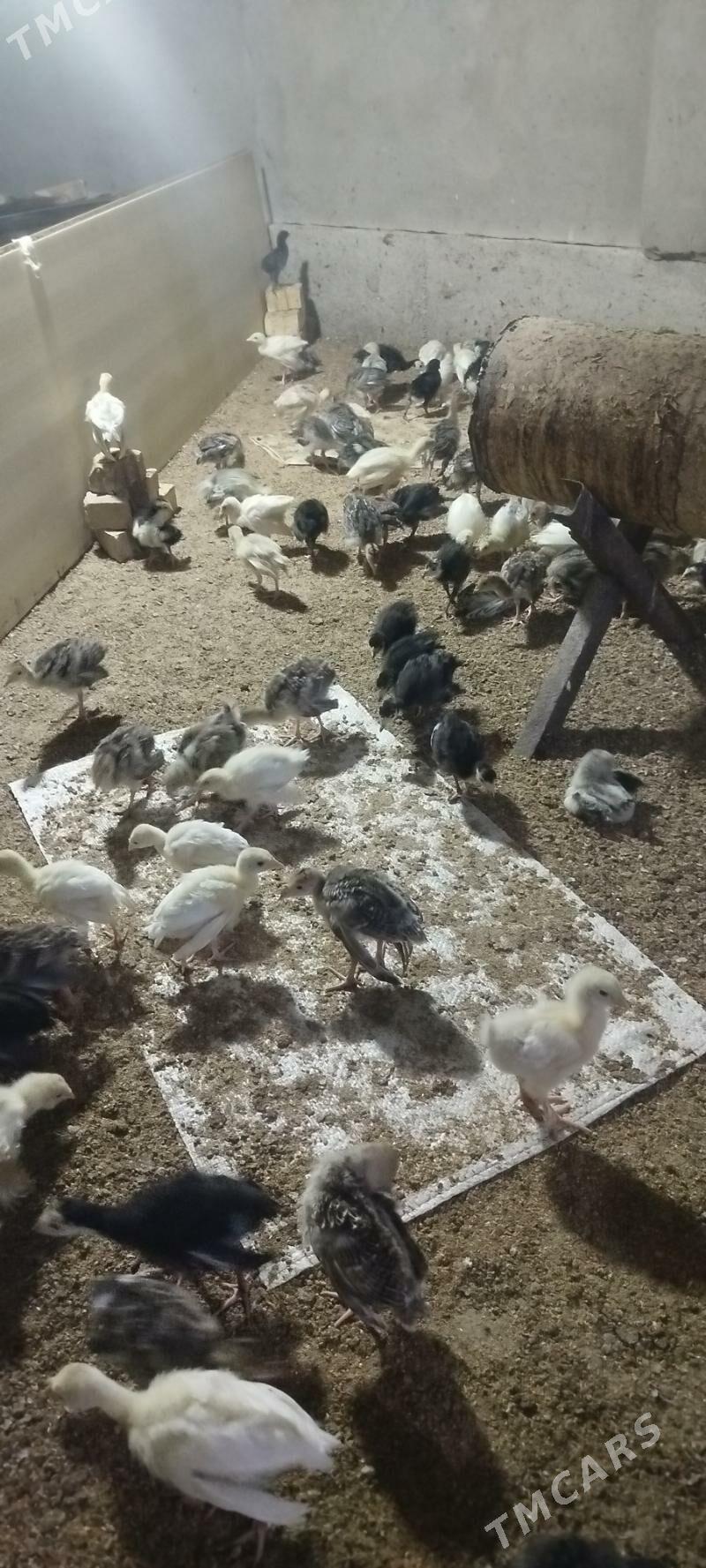 Ìnduk juje - Бабадайхан - img 1