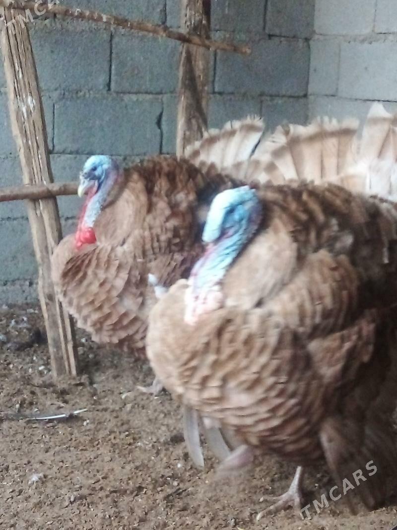 Induk - Бузмеин - img 1