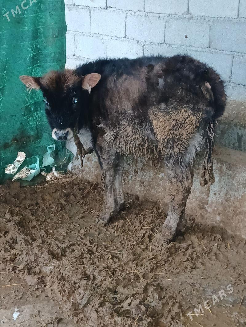 Okuz - Gökdepe - img 1