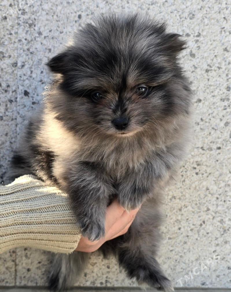 Шпиц - Türkmenabat - img 1