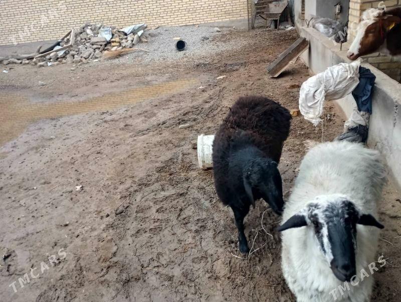 koc - Чарджоу - img 1