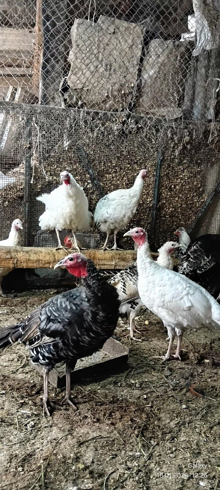 Induk - Кака - img 1