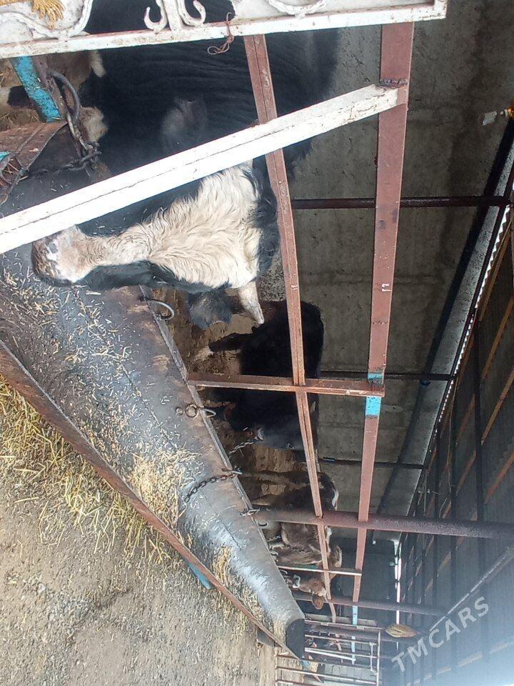 SHWES OKİZ - Чоганлы - img 1